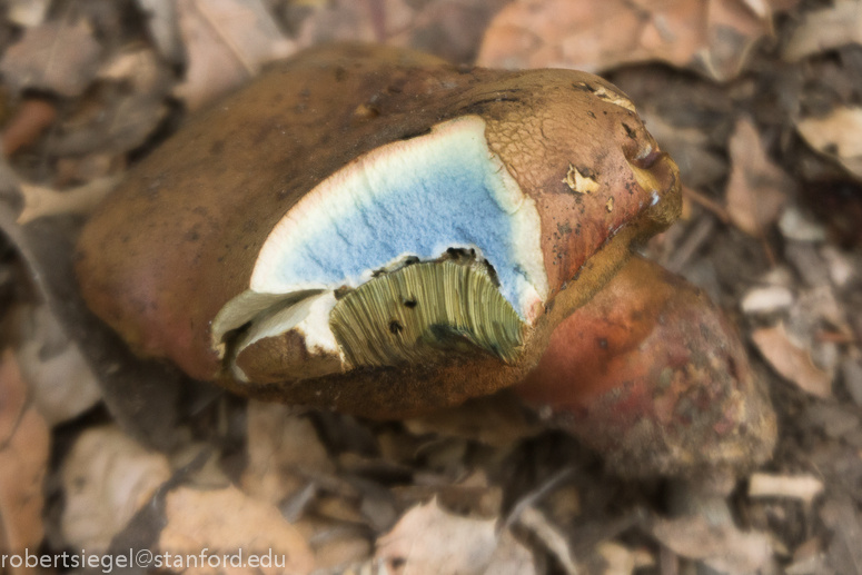 bolete bluing